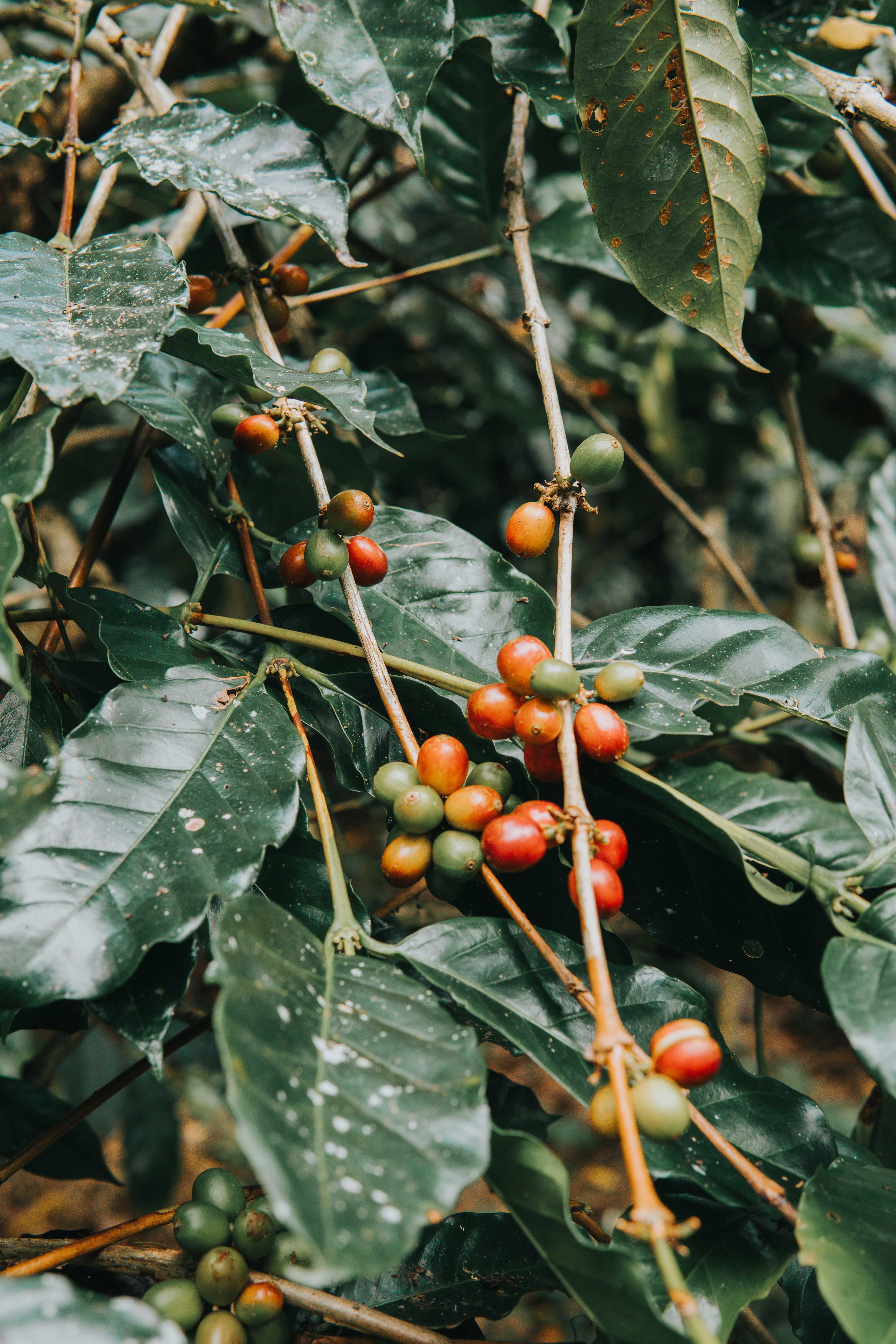 Kaffeepflanze für BIO Kaffee